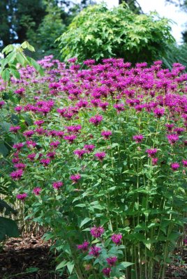 Monarda didyma - zavinutka podvojná